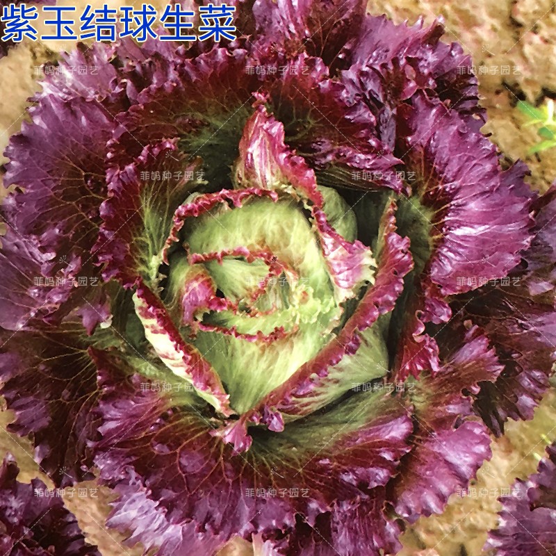 O1CN01wRelM21VrOR64Bp13_!!0-item_pic.jpg O1CN01wRelM21VrOR64Bp13_!!0-item_pic.jpg
