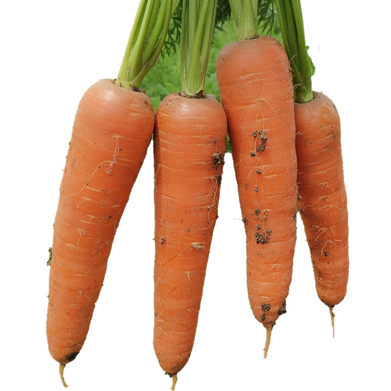 O1CN01PWjFzB1jndjvMXOYT_!!260204593.jpg