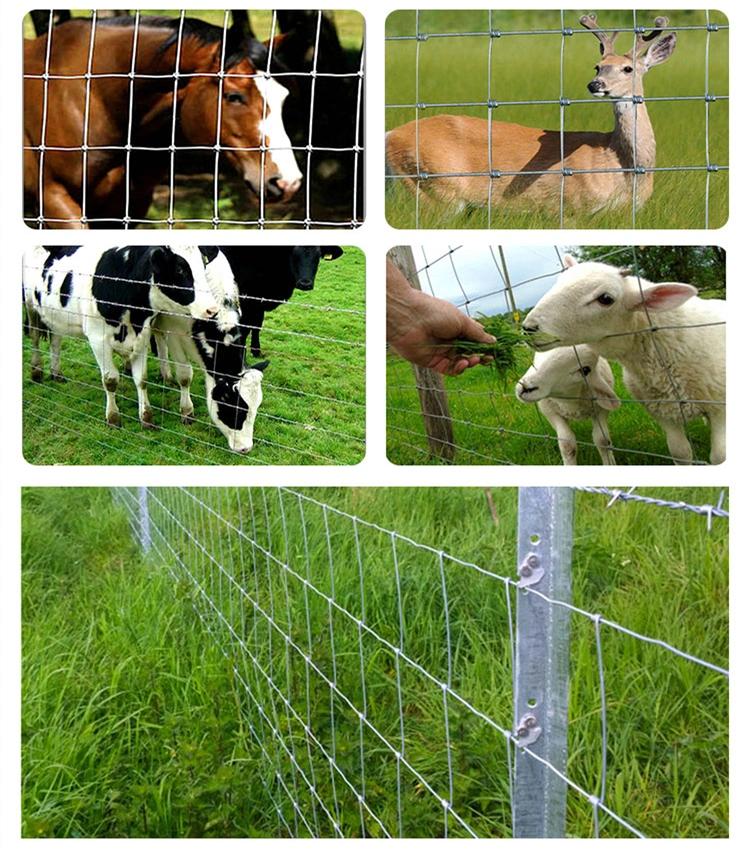 High Tension Strength Hot Dipped Galvanized Cattle Wire Mesh Fence/Galvanized Kraal Fencing